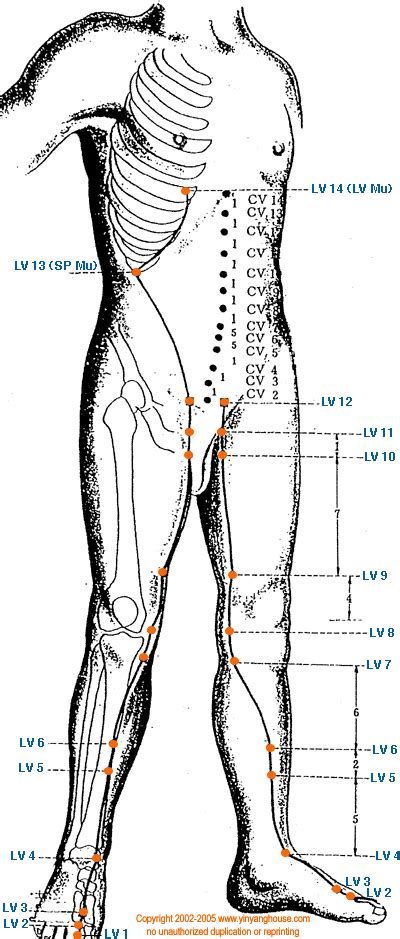 lv 7 acupuncture point|liver meridian points chart.